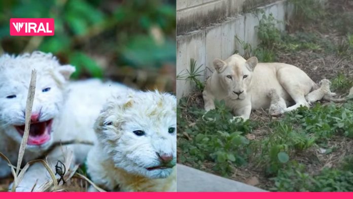 Leones Blancos Zoologico Maracay