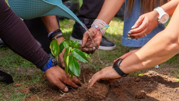 Plan Nacional de Reforestación Chuquisaca supera el medio millón de árboles plantados Plan Nacional de Reforestación Chuquisaca árboles plantados