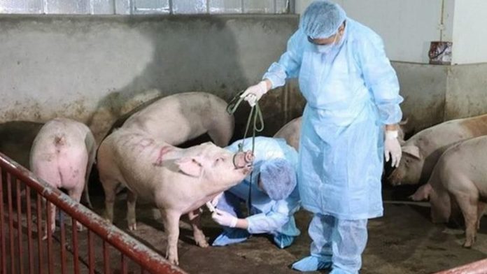 Alerta sanitaria en Moldavia: confirman nuevo caso de peste porcina africana Moldavia caso peste porcina africana