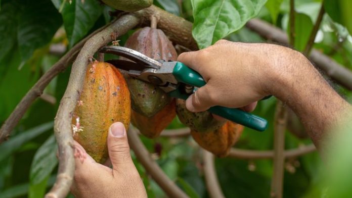barlovento Ley Fomento Promoción Cacao